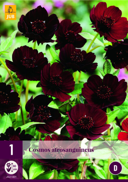 Ruske Kosmos Cosmos Atrosangiuneus 1tk C