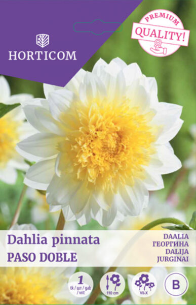 Daalia (anemoon) Paso Doble 1tk B