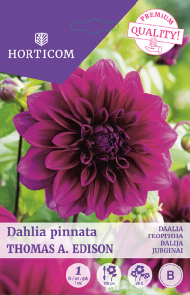 Daalia (dekoratiiv) Thomas A. Edison 1tk B