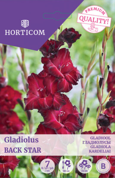 Gladiool Back Star 7tk B