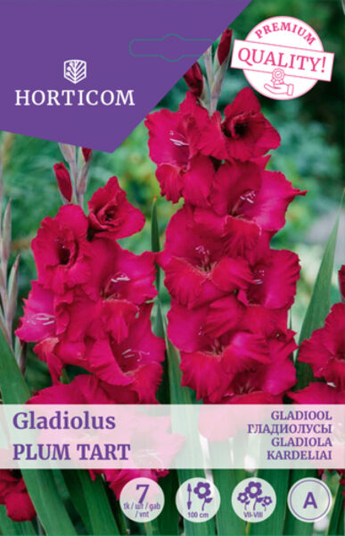 Gladiool Plum Tart 7tk A
