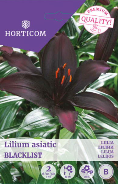 Liilia (asiatic) Blacklist 2tk B