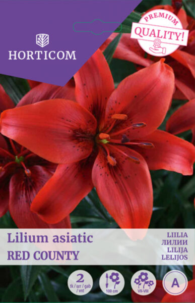 Liilia (asiatic) Red County 2tk A