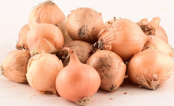 Ajatussibul Stuttgarter Riesen d 26+ 25kg