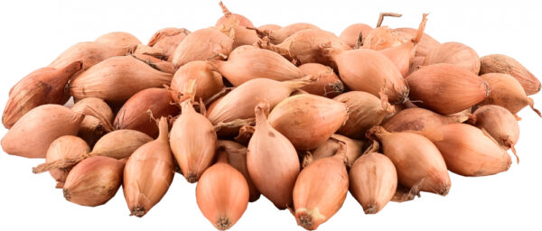 Tippsibul Hercules d 21/24 20kg