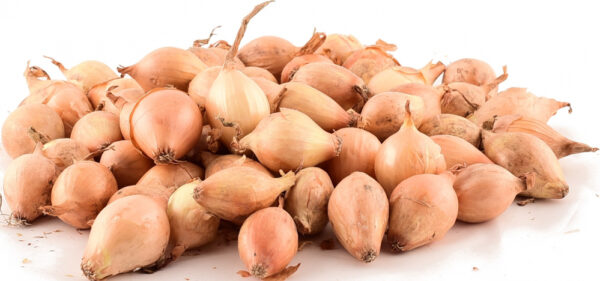 Tippsibul Sturon d 21/24 25kg