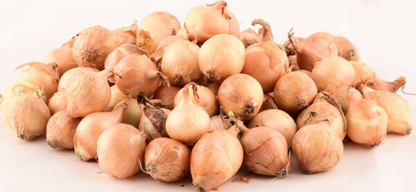 Tippsibul Stuttgarter Riesen d 14/21 25kg