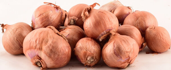 Tippsibul Shalottsibul Red Sun d 7/14 25kg