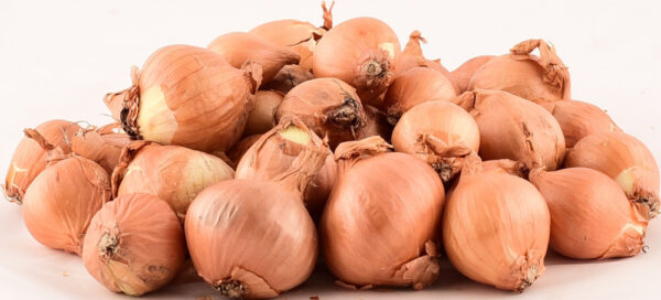 Tippsibul Shalottsibul Golden Gourmet d 7/14 25kg