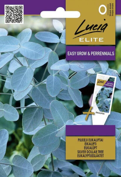 Eukalüpt Silver Dollar Tree H 10s