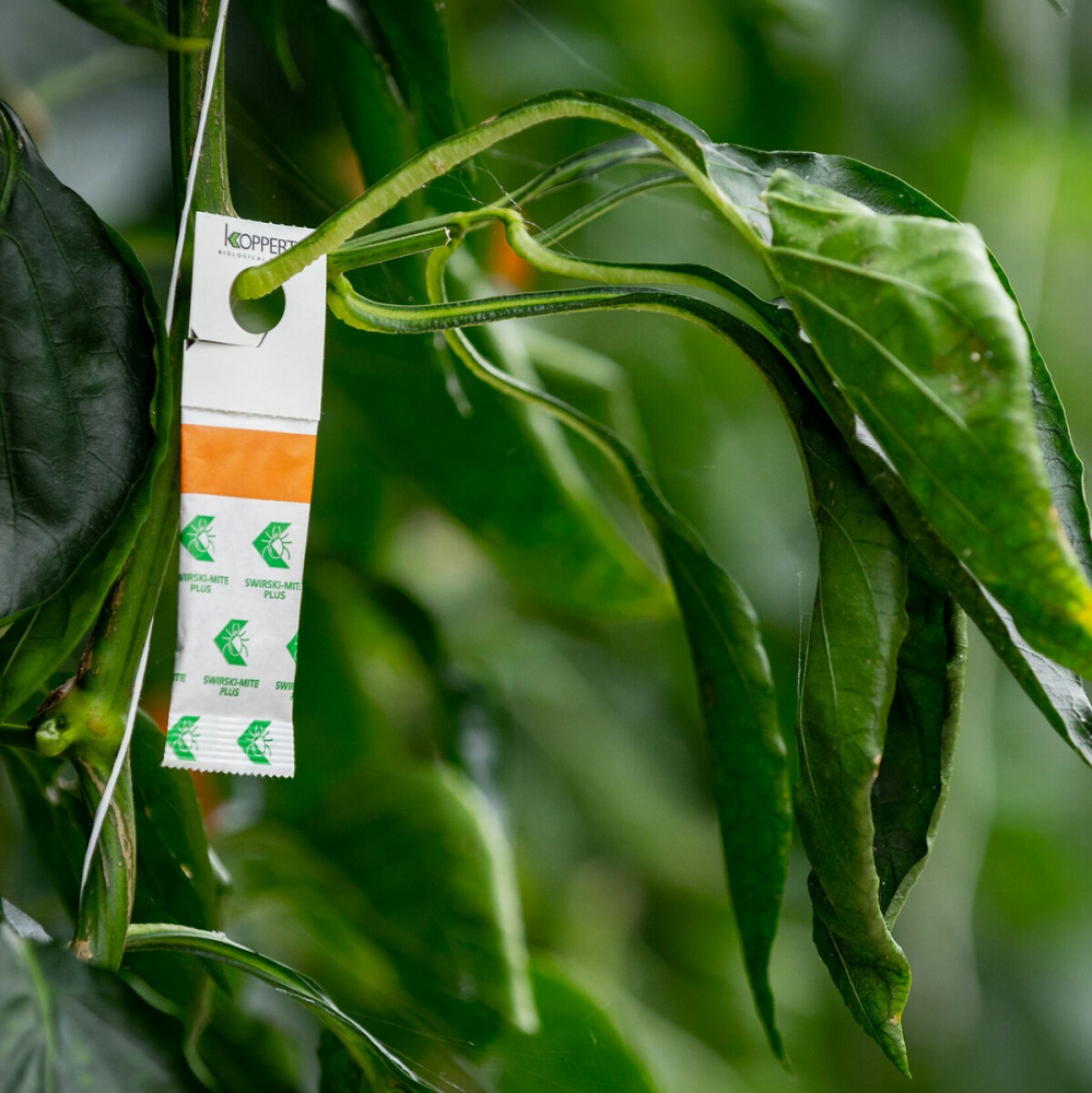 Biotõrje Swirski-mite Plus (Amblyseius swirskii) röövlest 100 kt x 250 kasurit (karilased, ripslane)