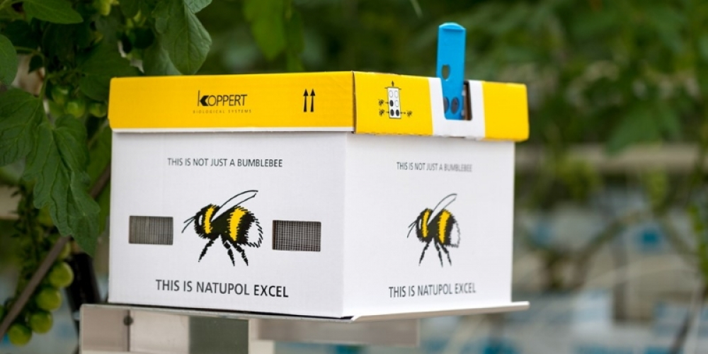 Biotõrje Kimalaspesa Natupol Excel (Bombus terrestris) (tomat, maasikas)