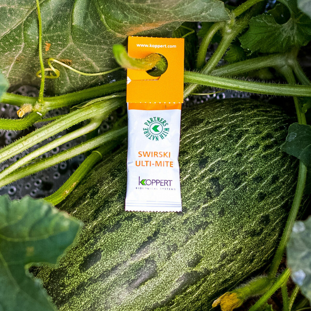 Biotõrje Swirski Ulti-Mite (Amblyseius swirskii) röövlest 100 kt x 250 kasurit (karilased, ripslane)