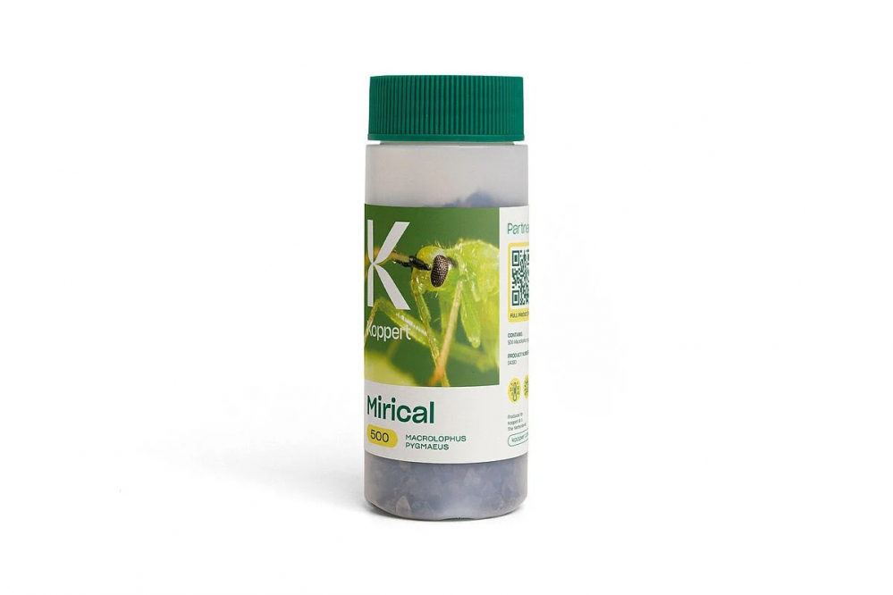 Biotõrje Mirical (Macrolophus pygmaeus) 500 kasurit (karilased, kedriklest) 550ml Tray koosneb 10x pappriba x50 kasurit