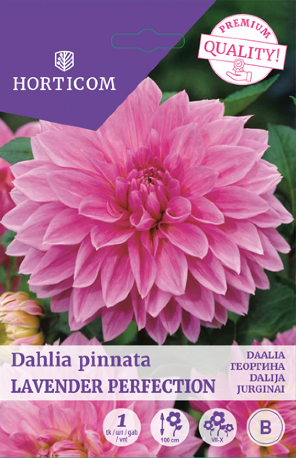 Daalia (dinnerplate) Lavender Perfection 1tk B