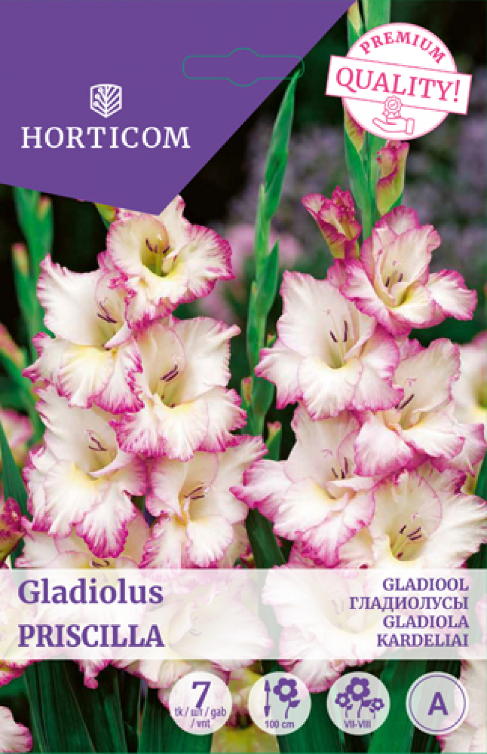 Gladiool (suureõieline) Priscilla 7tk A