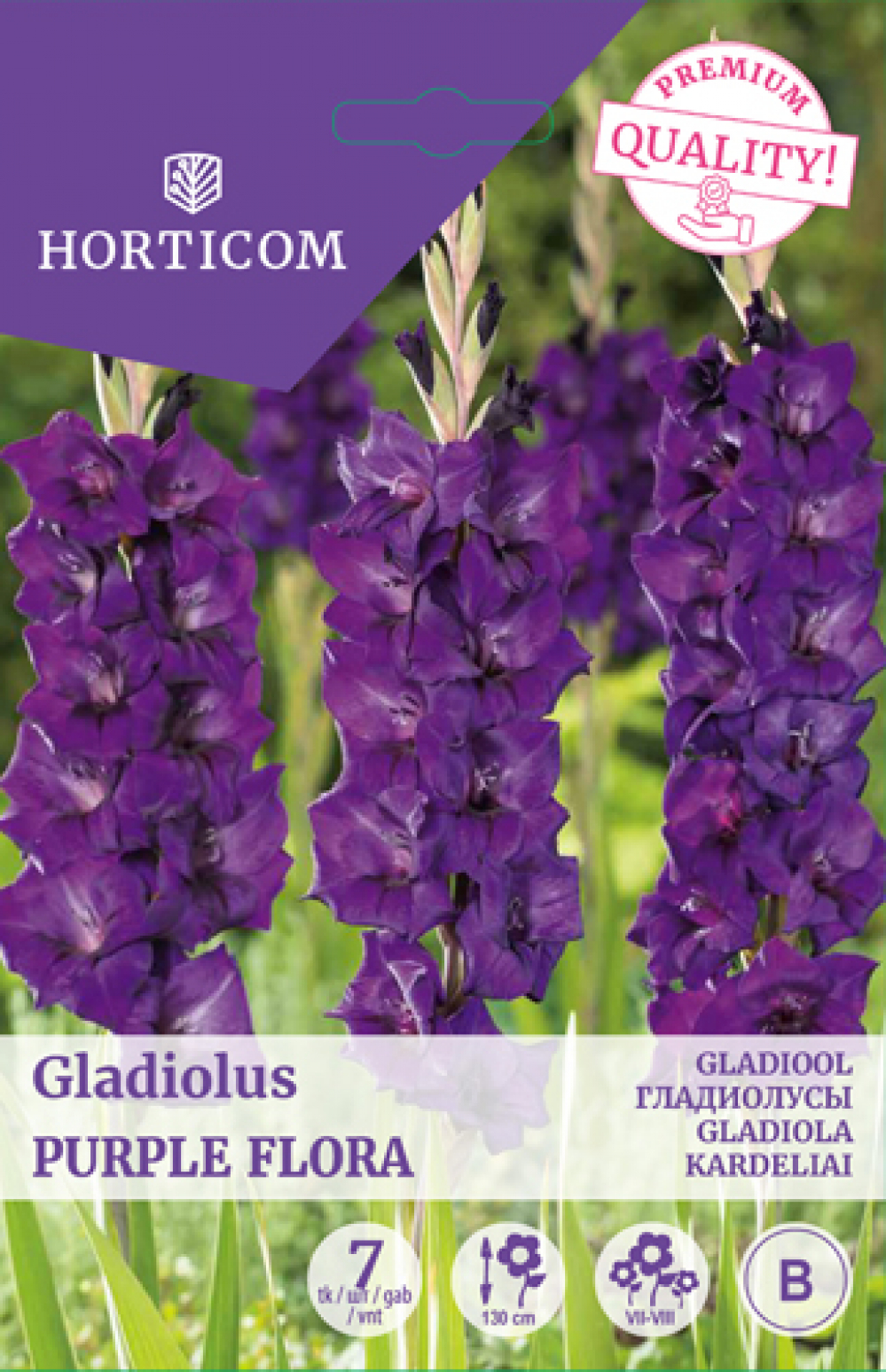 Gladiool (suureõieline) Purple Flora 7tk B