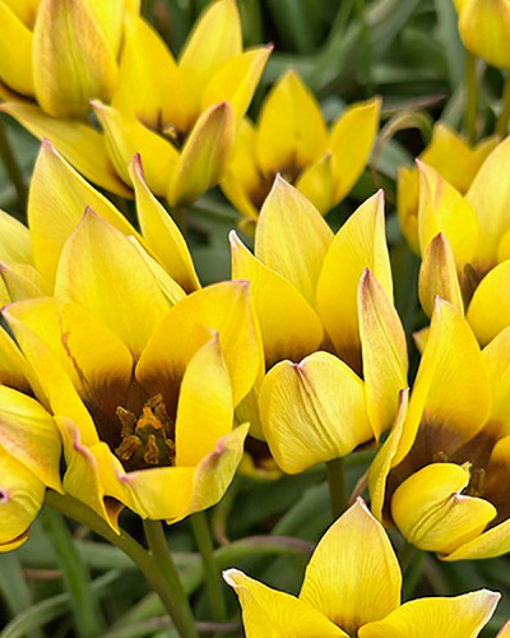 Tulp Lucca 6/+ (botaaniline) 100tk võrkkotis