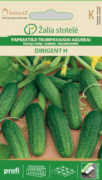 Kurk Dirigent H - Cucumis sativus L.