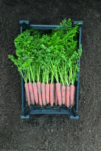 Porgand Napoli F1 1,6:1,8 25 000tks