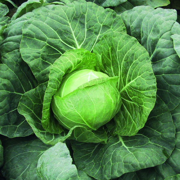 Peakapsas Parel F1 2500s