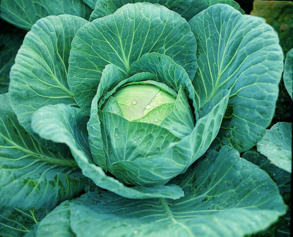 Peakapsas Krautkaiser F1 2500s