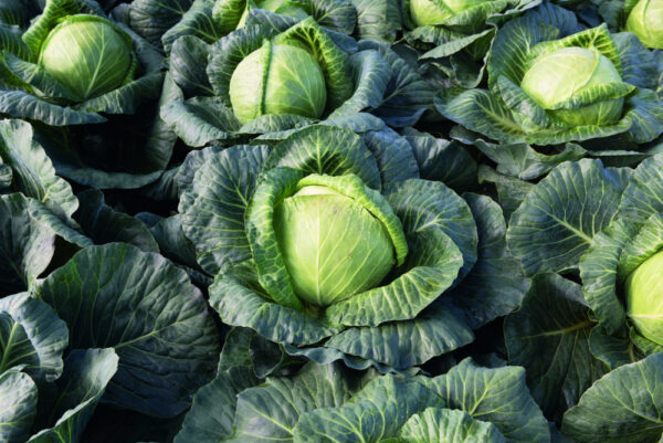 Peakapsas Krautman F1 2500s