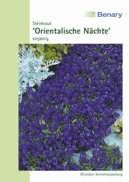 C 3800 85 Begonia  Cocktail F1 B.semperflorens