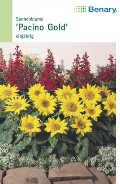 N 0830 85 Päevalill Pacino Helianthus annus