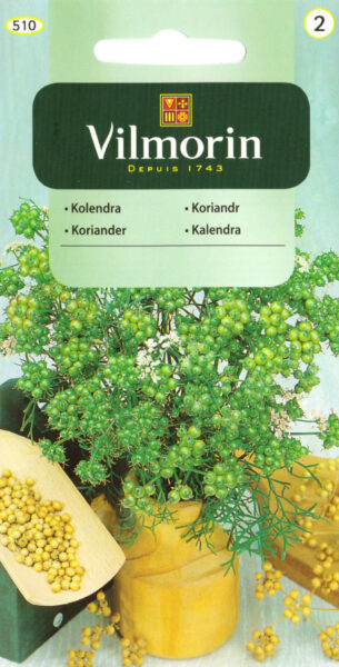 Koriander Coriandrum sativum