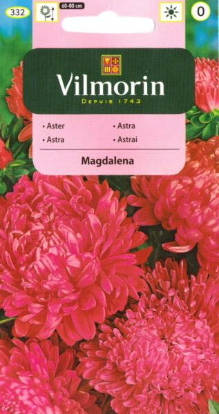 Hiina aedaster Magdalena pojeng Callistephus chin.