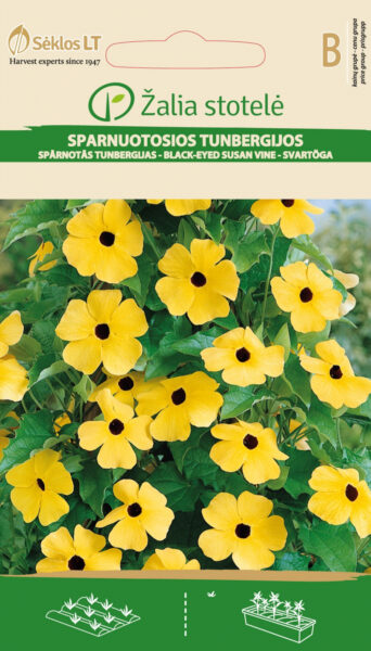 Tiivuline tunbergia Black Eyed-Susan- Thunbergia alata Bojer ex Sims