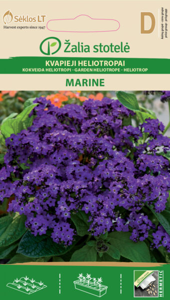 Harilik heliotroop Heliotropium Marine - Heliotropium arborescens L.