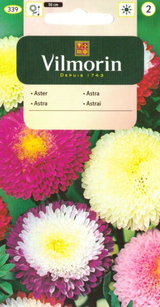 Hiina aedaster pojeng Callistephus chin.