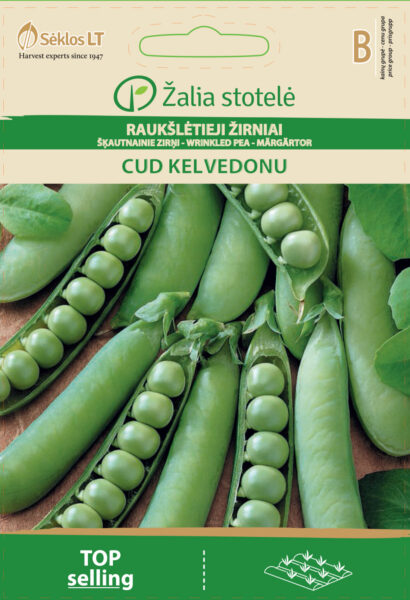 Hernes Kelvedon Wonder - Pisum sativum L. partim