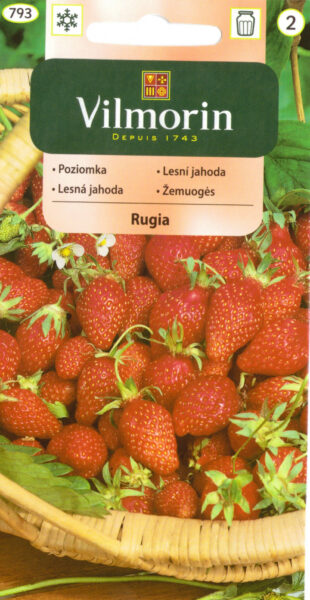 Kuumaasikas Rugia Fragaria vesca