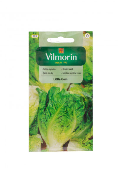Salat Little Gem Lactuca sativa