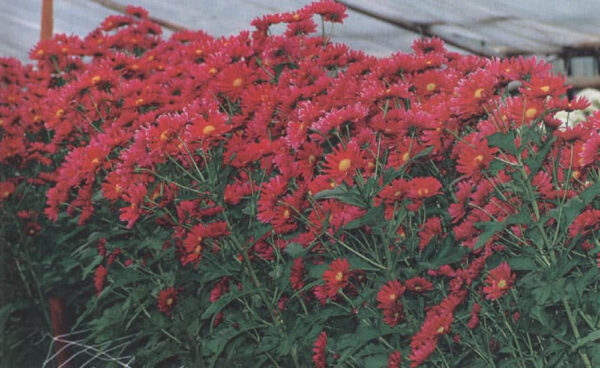 Krüsanteemitugivõrk 125 x 125mm / 1,25m x 100m