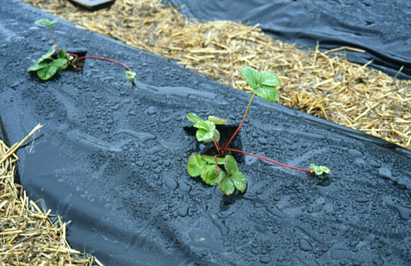 Maasikakile 0,06 x 1200mm x 300m must Rani 20kg