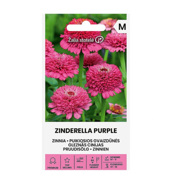Harilik pruudisõlg Zinnia Zinderella Purple Double - Zinnia Elegans Jacq.
