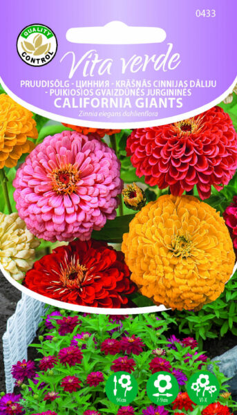 Pruudisõlg California Giants