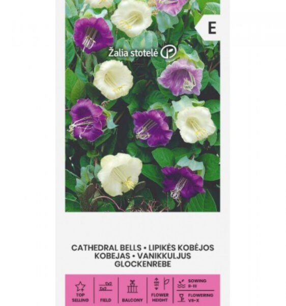 Mehhiko vanikkuljus Cathedral Bells Mix - Cobaea scandens Cav.