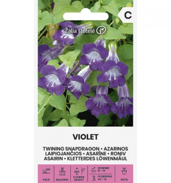 Roniv asariin Twining Snapdragon Violet Violet- Asarina Scandens