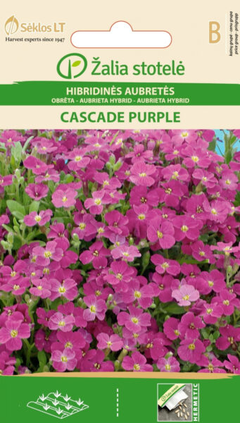 Aedaubrieeta Rock Rock Cress Cascade Purple - Aubrieta hybrida