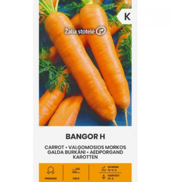 Porgand Bangor H - Daucus carota L.