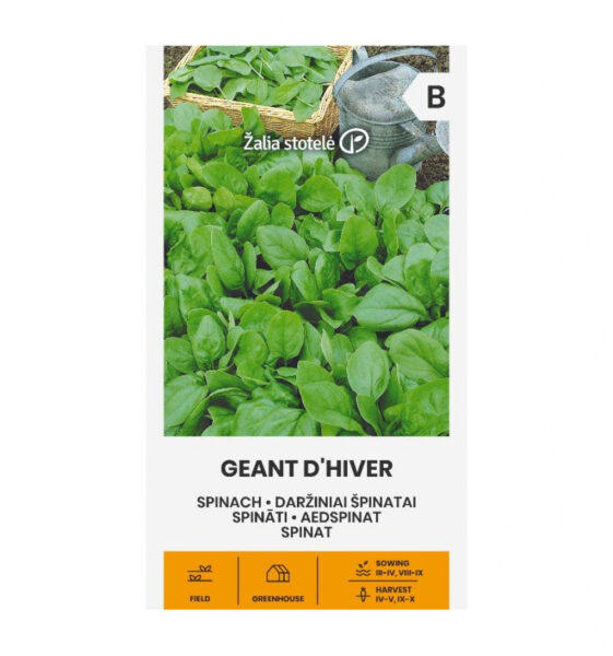 Spinat Geant D'Hiver - Spinacia oleracea L.