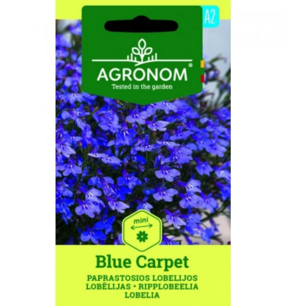 Lobelia Blue Carpet-Lobelia erinus L.