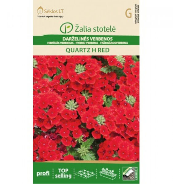 Aed-raudürt Verbena Quartz H Red - Verbena hybrida Voss