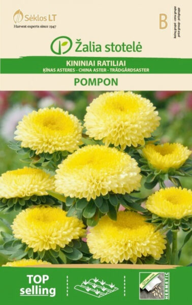 Aedaster China Aster Pompon Yellow - Callistephus chinensis L. Ness