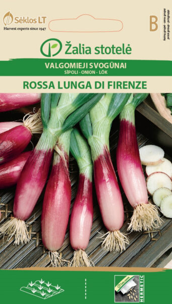 Salatsibul Rossa Lunga di firenze - Allium fistulosum L.